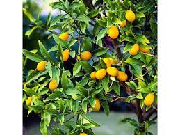 Fortunella margarita, Kumquat {130-150cm}| with fruit